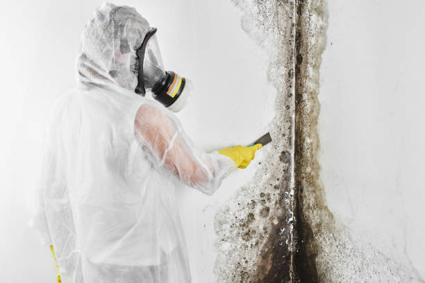 Best Fast Mold Removal  in Lawton, MI
