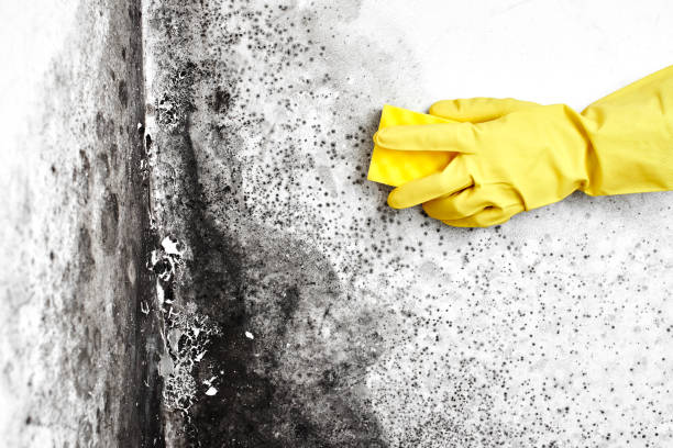Best Crawl Space Mold Removal  in Lawton, MI