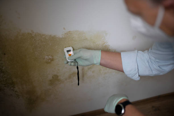 Best Mold Testing  in Lawton, MI