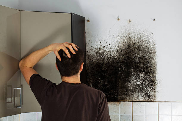 Best Local Mold Removal Service  in Lawton, MI