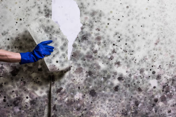 Best Residential Mold Removal  in Lawton, MI