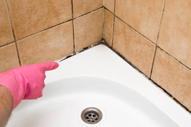 Best Attic Mold Removal  in Lawton, MI